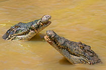 Two Saltwater crocodiles (Crocodylus porosus) with heads raised out of water, Sarawak, Borneo, Malaysia