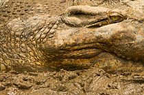 Saltwater crocodile (Crocodylus porosus) close up of eye, wallowing in mud, Sarawak, Borneo, Malaysia