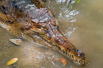 False Gharial (Tomistoma schlegelii) head portrait in shallow water. Endangered, captive. Found in Sarawak, Borneo, Malaysia