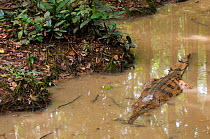 False Gharial (Tomistoma schlegelii) in shallow water. Endangered, captive. Found in Sarawak, Borneo, Malaysia