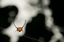 Thorn Spider (Gasteracantha arcuata) ion web, Borneo, Sarawak Borneo, Malaysia