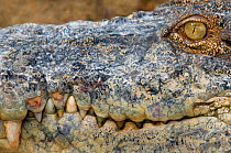 Saltwater crocodile (Crocodylus porosus) Sarawak, Borneo, Malaysia