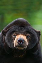Malayan Sun Bear (Ursus malayanus) head portrait. Capitve, native to southeast Asia. Vulnerable