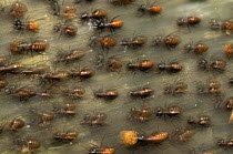 Termites (Hospitalitermes sp) colony moving over ground, Sarawak, Borneo, Malaysia