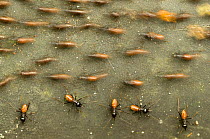 Termite (Hospitalitermes sp.) colony, with individuals moving in different directions, Sarawak, Borneo, Malaysia