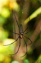 Giant wood / Golden orb spider (Nephila pilipes) on web, Sarawak, Borneo, Malaysia