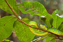 Wagler's / Temple pit viper (Tropidolaemus wagleri) camouflaged on vine branch,  Kubah National Park, Sarawak, Borneo, Malaysia
