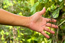 Giant wood / Golden orb spider (Nephila pilipes) with hand to illustrate scale, Sarawak, Borneo, Malaysia