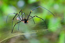 Giant wood / Golden orb spider (Nephila pilipes)  standing upright on web, Sarawak, Borneo, Malaysia