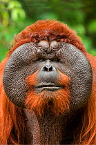 Orang utan (Pongo pygmaeus) head portrait of dominant male called Aman. He is the first orangutan in the world to have had his cataracts operated on and his eye sight restored. Matang wildlife centre,...