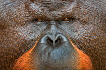 Orang utan (Pongo pygmaeus) close up face portrait of dominant male called Aman. He is the first orangutan in the world to have had his cataracts operated on and his eye sight restored. Matang wildlif...