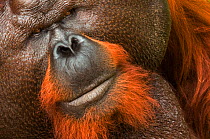 RF- Orang utan (Pongo pygmaeus) head portrait of dominant male and first orangutan in world to cataracts operated on with eyesight restored. Matang wildlife centre, Sarawak, Borneo, Malaysia, June 201...