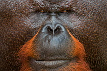 Orang utan (Pongo pygmaeus) head portrait of dominant male called Aman. He is the first orangutan in the world to have had his cataracts operated on and his eye sight restored. Matang wildlife centre,...
