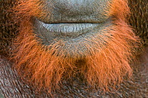 Orang utan (Pongo pygmaeus) close-up of mouth of dominant male called Aman. Matang wildlife centre, Sarawak, Borneo, Malaysia, June 2010. Endangered