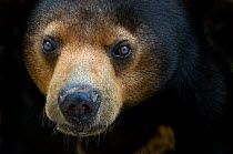 Malayan Sun Bear (Ursus malayanus) head portrait. Captive-native to southeast Asia. Vulnerable