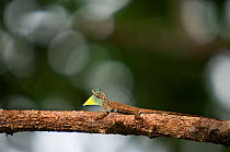 Flying Dragon / Lizard (Draco volans) with throat pouch extended, standing on tree branch, Sarawak, Borneo, Malaysia