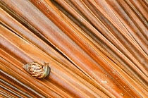 Giant African land snail (Achatina fulica) camouflaged on palm frond, Sarawak, Borneo, Malaysia