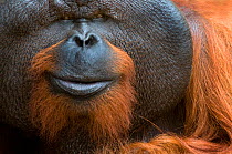Orang utan (Pongo pygmaeus) head portrait of dominant male called Aman. He is the first orangutan in the world to have his eye sight restored . Matang wildlife centre, Sarawak, Borneo, Malaysia, June...