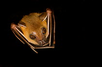 Lesser Short-nosed Fruit Bat (Cynopterus brachyotis) head portrait with wings folded, Sarawak, Borneo, Malaysia
