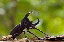 Three-horned Rhinoceros beetle (Chalcosoma mollenkampi) in profile, Sarawak, Borneo, Malaysia