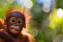 Orangutan baby (Pongo pygmaeus) head portrait of baby, Semengoh Nature reserve, Sarawak, Borneo, Malaysia. Endangered.