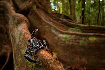 Asian forest scorpion (Heterometrus longimanus)  on buttress roots in rainforest, Sarawak, Borneo, Malaysia