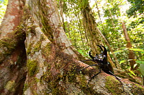 Three-horned Rhinoceros beetle (Chalcosoma mollenkampi) on buttress root, Kubah National park, Sarawak, Borneo, Malaysia
