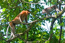 Proboscis Monkey, (Nasalis larvatus) male in confrontation with Crab eating macaque (Macaca fascicularis) Bako National Park, Sarawak, Borneo, Malaysia