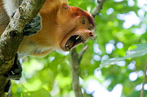 Proboscis Monkey (Nasalis larvatus) head portrait of female, showing teeth in aggressive manner, Bako National Park, Sarawak, Borneo, Malaysia