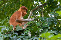 Proboscis Monkey (Nasalis larvatus) female sitting in tree feeding on leaves, Bako National Park, Sarawak, Borneo, Malaysia