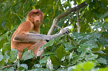 Proboscis Monkey (Nasalis larvatus) female sitting in tree, Bako National Park, Sarawak, Borneo, Malaysia