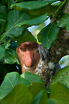 Proboscis Monkey (Nasalis larvatus) male head portrait, sitting in tree, Bako National Park, Sarawak, Borneo, Malaysia