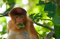 Proboscis Monkey (Nasalis larvatus) female sitting in tree, feeding on leaves, Bako National Park, Sarawak, Borneo, Malaysia
