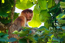Proboscis Monkey (Nasalis larvatus) female sitting in tree, Bako National Park, Sarawak, Borneo, Malaysia