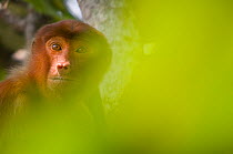 Proboscis Monkey (Nasalis larvatus) female sitting in tree, partially obscured by soft focus leaves in foreground, Bako National Park, Sarawak, Borneo, Malaysia