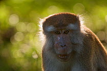 Long-tailed / Crab-eating macaque (Macaca fascicularis) head portrait, Bako National Park, Sarawak, Borneo, Malaysia