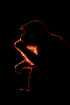 Long-tailed / Crab-eating macaque (Macaca fascicularis) feeding in darkness before dawn, Bako National Park, Sarawak, Borneo, Malaysia