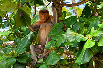 Proboscis Monkey (Nasalis larvatus) adult male sitting in tree, Bako National Park, Sarawak, Malaysia, Borneo
