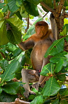 Proboscis Monkey (Nasalis larvatus) adult male sitting in a tree, Bako National Park, Sarawak, Malaysia, Borneo