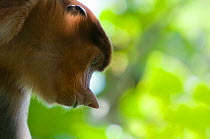 Proboscis Monkey (Nasalis larvatus) female head portrait looking towards the ground, Bako National Park, Sarawak, Malaysia, Borneo