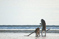 Two Long-tailed / Crab-eating macaques (Macaca fascicularis) foraging along coastline in shallow water, Bako National Park, Sarawak, Borneo, Malaysia