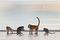 Four Long-tailed / Crab-eating macaques (Macaca fascicularis) foraging on coastline in shallow water with waves, Bako National Park, Sarawak, Borneo, Malaysia