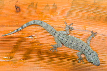 Gecko (Hemidactylus sp.) on dried leaf, Bako National Park, Sarawak, Borneo, Malaysia