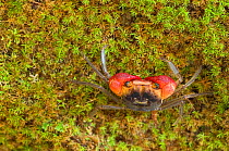 Land crab (Gecarcinidae) on moss in tropical forest, Sarawak Borneo, Malaysia,