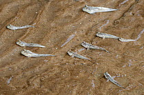 Mudskippers (Periophthalmus sp) in sand at low tide, in Mangrove habitat, Bako National Park, Sarawak, Borneo, Malaysia