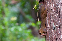 Plantain Squirrel (Callosciurus notatus) feeding, and climbing down tree trunk, Sarawak, Borneo, Malaysia