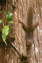Plantain Squirrel (Callosciurus notatus) climbing down tree trunk, Sarawak, Borneo, Malaysia