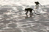 Two Long-tailed / Crab-eating macaques (Macaca fascicularis) foraging on coastline at low tide, Bako National Park, Sarawak, Borneo, Malaysia