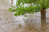 Mangrove forest (Rhizophoraceae) at high tide, Bako National Park, habitat of Proboscis Monkey (Nasalis larvatus) Sarawak, Borneo, Malaysia