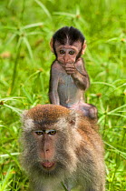 Long-tailed / Crab-eating macaque (Macaca fascicularis) baby riding on back of an adult, Bako National Park, Sarawak, Borneo, Malaysia